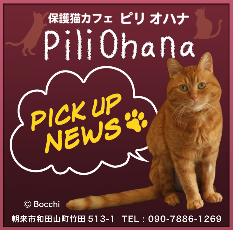 保護猫カフェ Pili Ohana(ピリ オハナ)